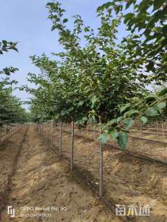 6公分染井吉野樱