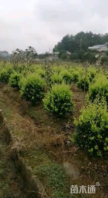 冠幅80厘米金森女贞球