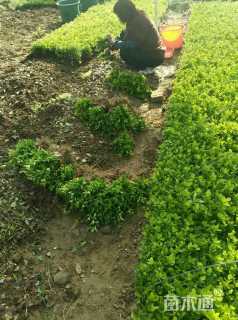 高度10厘米冬青小苗