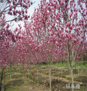 10公分二乔玉兰