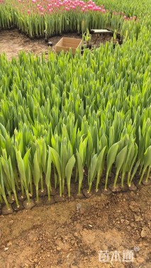 高度32厘米郁金香