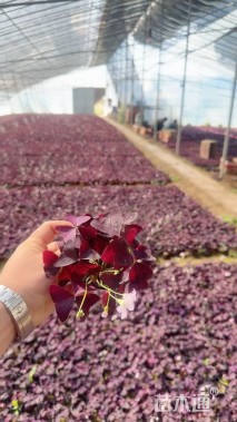 高度30厘米紫叶酢浆草