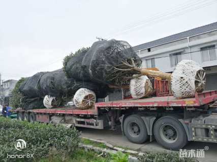 20公分桂花