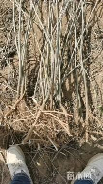 高度80厘米紫穗槐