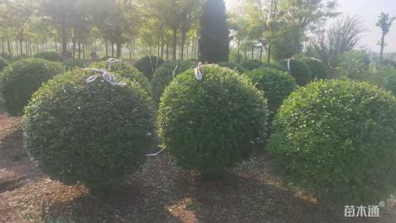 高度90厘米水蜡球