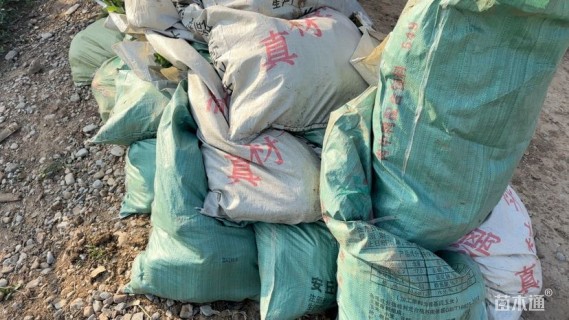 高度40厘米卫矛