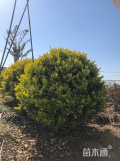 冠幅180厘米金森女贞球