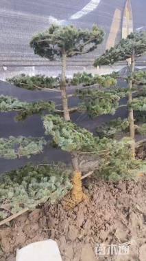 10公分造型五针松