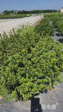 容器苗安酷杜鹃