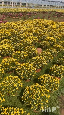 高度30厘米国庆菊