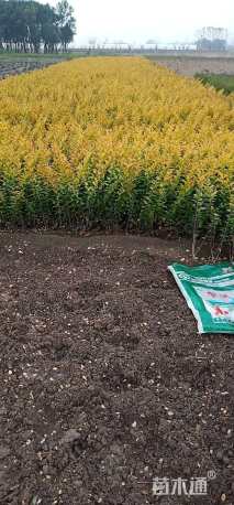 高度40厘米金叶女贞