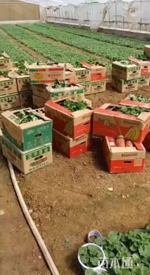 高度25厘米天竺葵