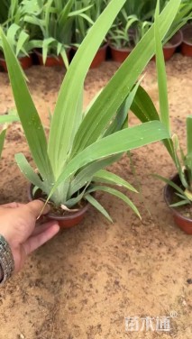 高度25厘米鸢尾