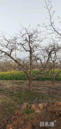 8公分梨树