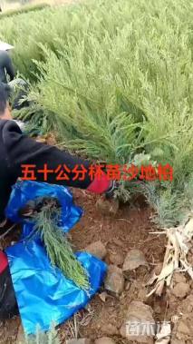 高度30厘米洒金柏