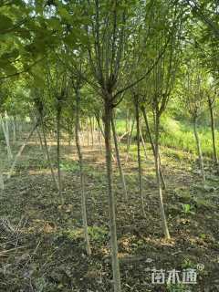 高度250厘米木槿