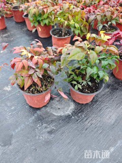 高度25厘米南天竹