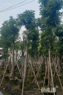 10公分海南红豆