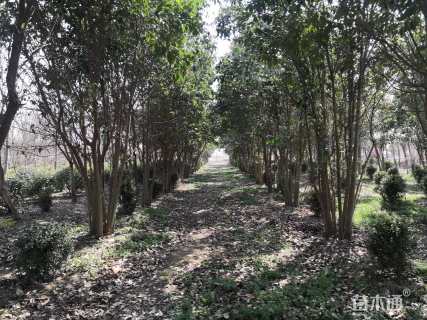 高度6厘米丛生大叶女贞