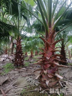 发棕，加纳利海藻