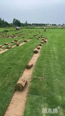 草卷状百慕大草