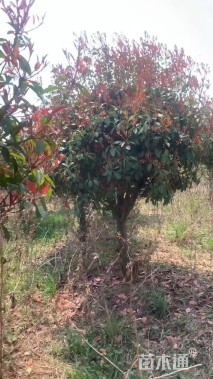 10公分红叶石楠