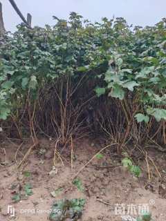 高度20厘米天目琼花