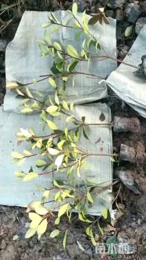 高度30厘米红叶石楠小苗