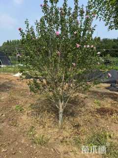 高度400厘米木槿