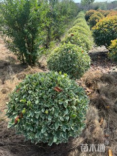 高度80厘米金边黄杨