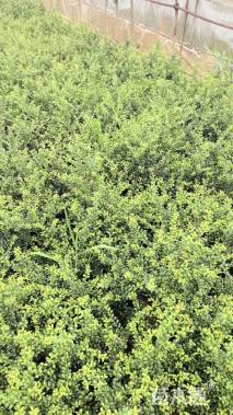 高度35厘米龟甲冬青小苗