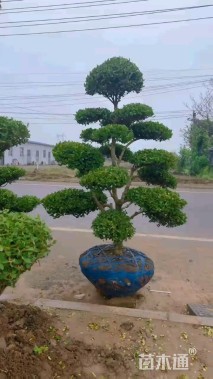 10公分造型黄杨