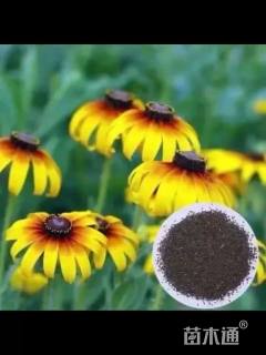 黑心菊种子