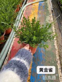 25厘米花叶络石