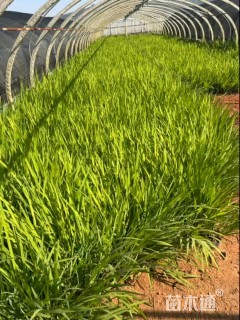 高度30厘米火星花