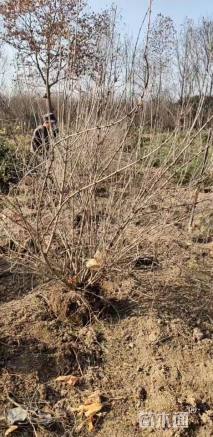 高度1800厘米红王子锦带球