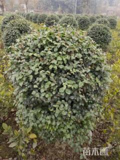 高度80厘米毛叶丁香