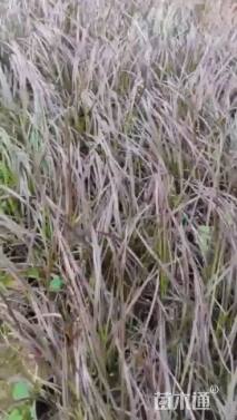 高度20厘米紫叶狼尾草