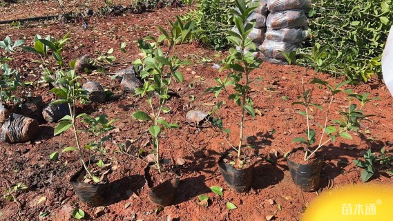 高度30厘米四季桂小苗