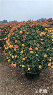 冠幅150厘米月季花球