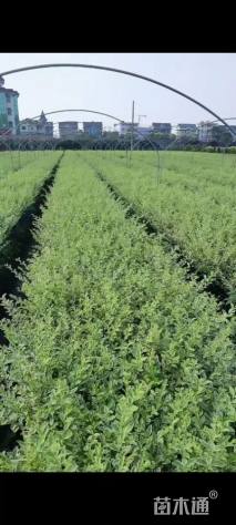 高度35厘米银姬小蜡