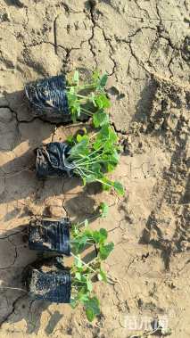 高度10厘米蜀葵