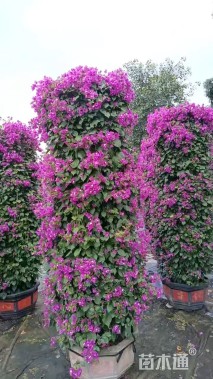 高度150厘米紫花三角梅