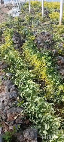 高度45厘米金森女贞