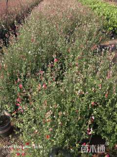 毛球樱桃鼠尾草