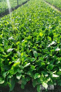 高度20厘米大滨菊