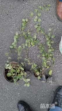 高度40厘米花叶蔓长春