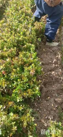 高度30厘米紫鹃