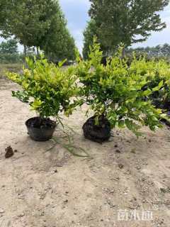 冠幅70厘米金叶女贞球