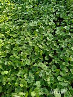 高度10厘米活血丹